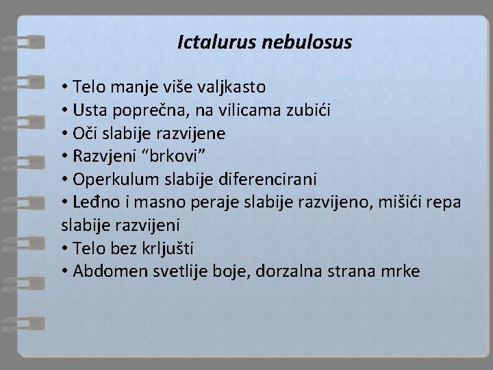 Ictalurus nebulosus • Telo manje više valjkasto • Usta poprečna, na vilicama zubići •