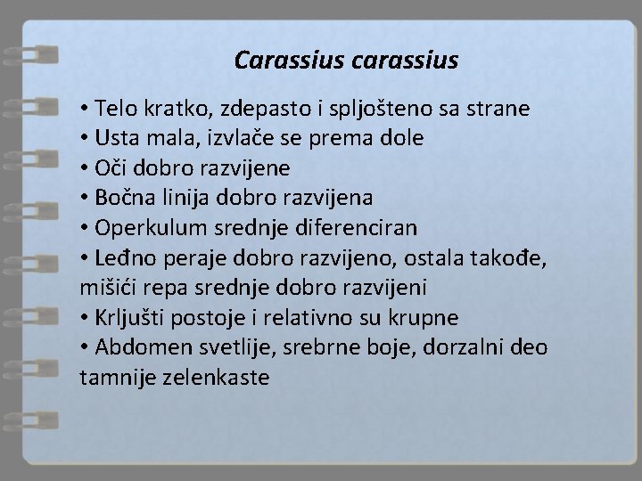Carassius carassius • Telo kratko, zdepasto i spljošteno sa strane • Usta mala, izvlače