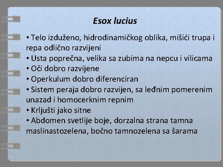 Esox lucius • Telo izduženo, hidrodinamičkog oblika, mišići trupa i repa odlično razvijeni •