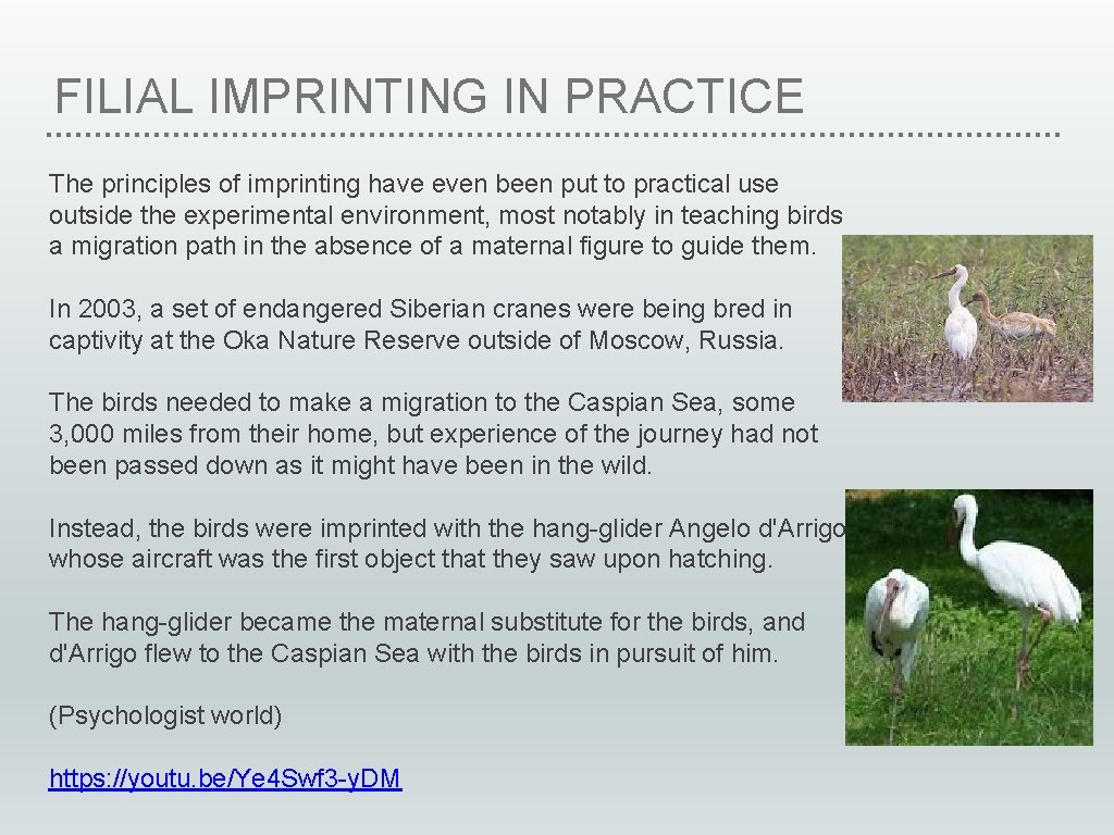 FILIAL IMPRINTING IN PRACTICE The principles of imprinting have even been put to practical