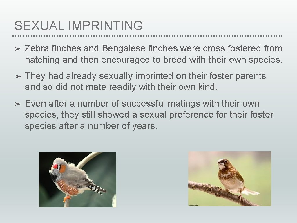 SEXUAL IMPRINTING ➤ Zebra finches and Bengalese finches were cross fostered from hatching and