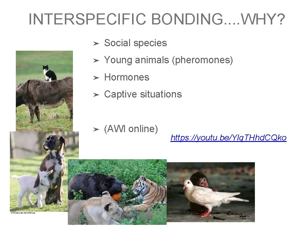 INTERSPECIFIC BONDING. . WHY? ➤ Social species ➤ Young animals (pheromones) ➤ Hormones ➤