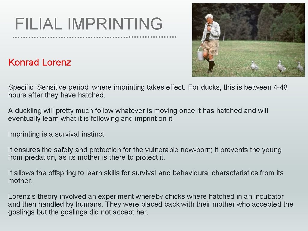 FILIAL IMPRINTING Konrad Lorenz Specific ‘Sensitive period’ where imprinting takes effect. For ducks, this