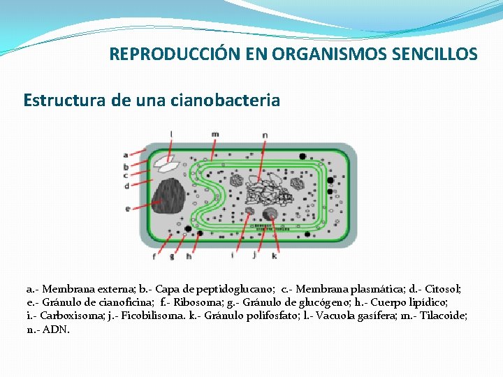 REPRODUCCIÓN EN ORGANISMOS SENCILLOS Estructura de una cianobacteria a. - Membrana externa; b. -