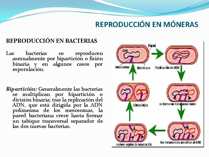 REPRODUCCIÓN EN MÓNERAS REPRODUCCIÓN EN BACTERIAS Las bacterias se reproducen asexualmente por bipartición o