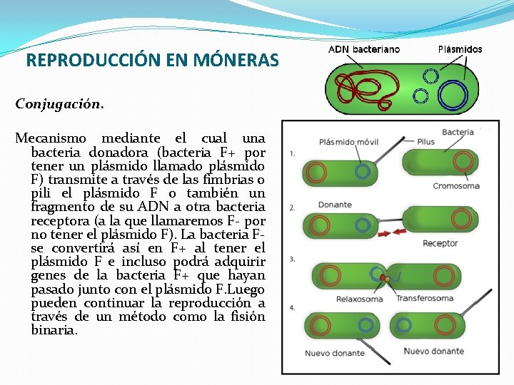 REPRODUCCIÓN EN MÓNERAS Conjugación. Mecanismo mediante el cual una bacteria donadora (bacteria F+ por