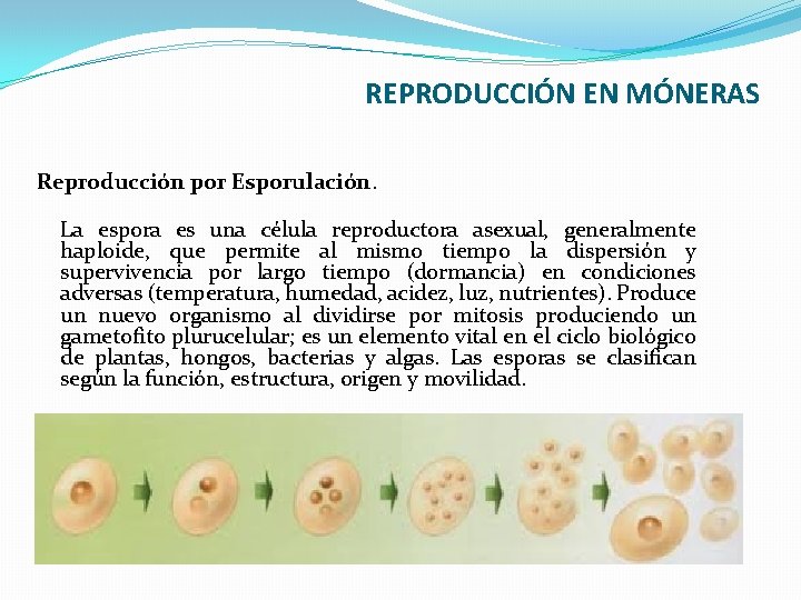 REPRODUCCIÓN EN MÓNERAS Reproducción por Esporulación. La espora es una célula reproductora asexual, generalmente