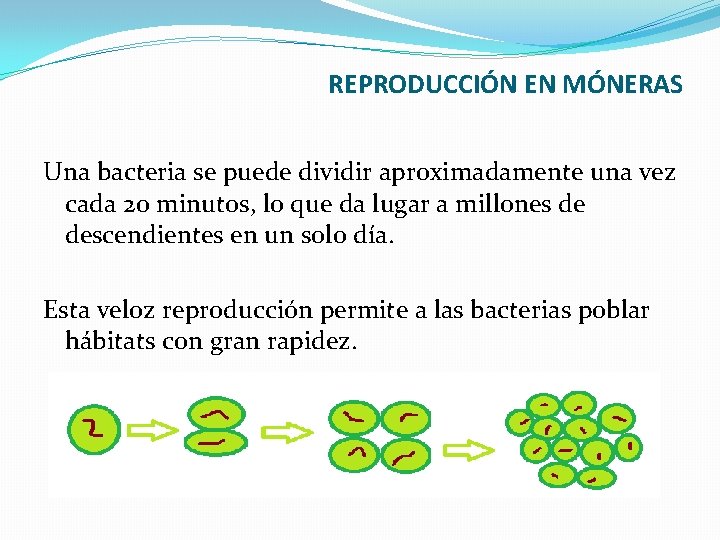 REPRODUCCIÓN EN MÓNERAS Una bacteria se puede dividir aproximadamente una vez cada 20 minutos,