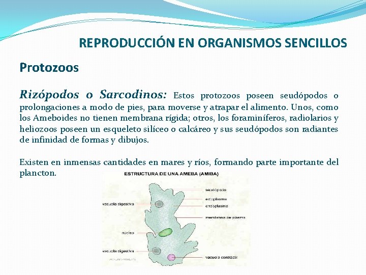 REPRODUCCIÓN EN ORGANISMOS SENCILLOS Protozoos Rizópodos o Sarcodinos: Estos protozoos poseen seudópodos o prolongaciones