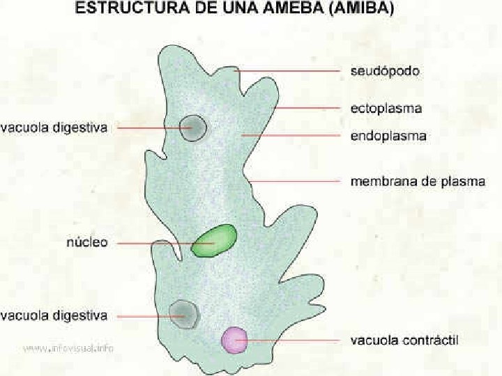 REPRODUCCIÓN EN ORGANISMOS SENCILLOS 