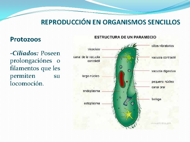 REPRODUCCIÓN EN ORGANISMOS SENCILLOS Protozoos -Ciliados: Poseen prolongaciónes o filamentos que les permiten su
