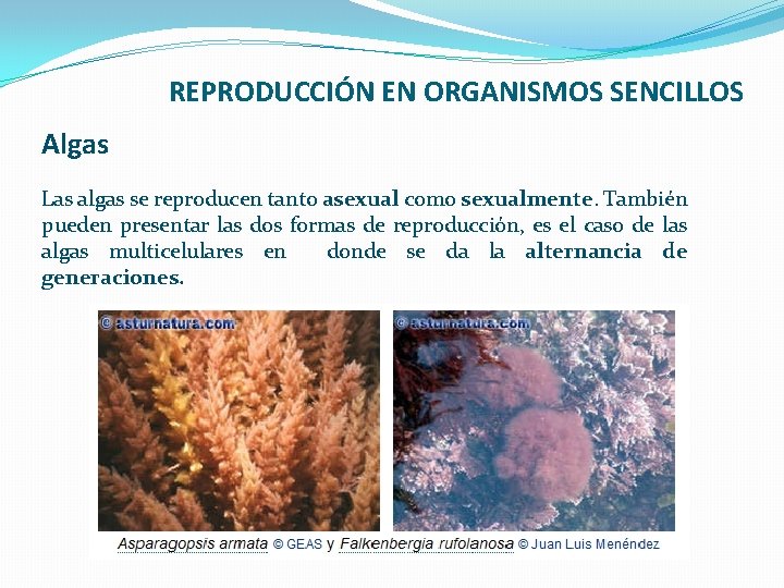 REPRODUCCIÓN EN ORGANISMOS SENCILLOS Algas Las algas se reproducen tanto asexual como sexualmente. También