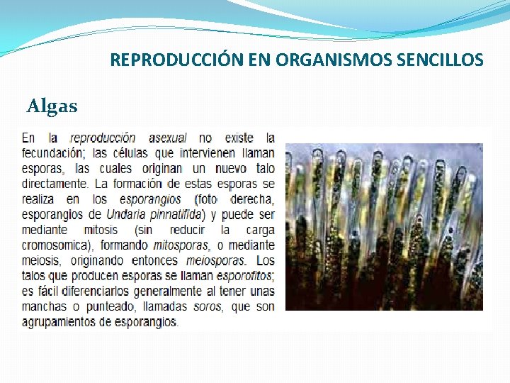 REPRODUCCIÓN EN ORGANISMOS SENCILLOS Algas 