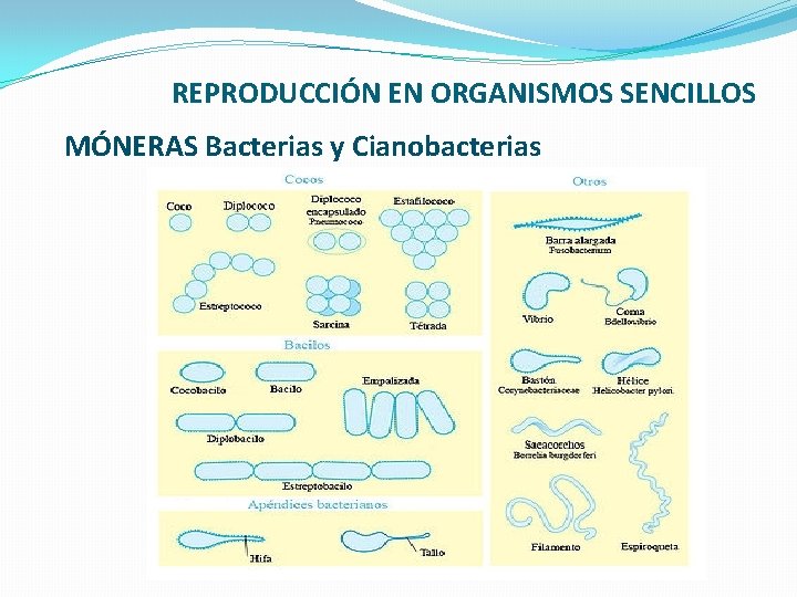 REPRODUCCIÓN EN ORGANISMOS SENCILLOS MÓNERAS Bacterias y Cianobacterias 