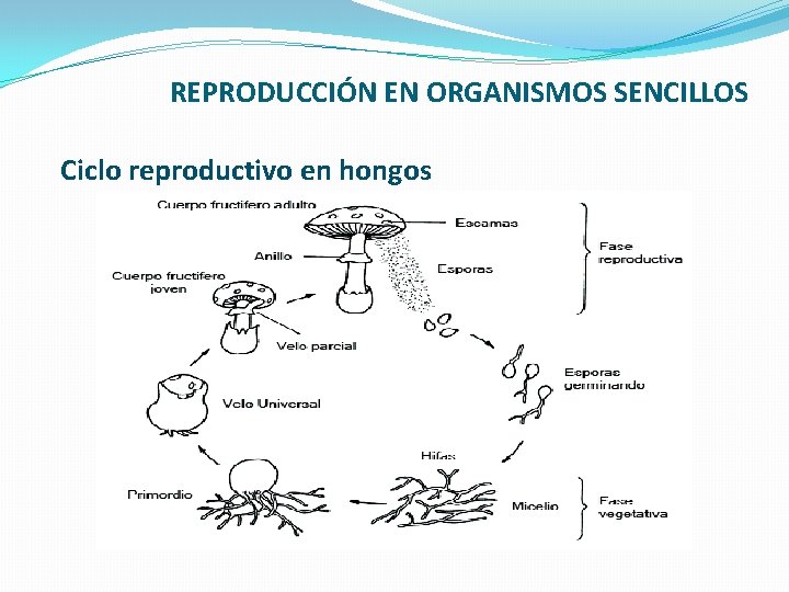 REPRODUCCIÓN EN ORGANISMOS SENCILLOS Ciclo reproductivo en hongos 