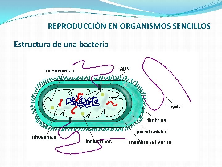 REPRODUCCIÓN EN ORGANISMOS SENCILLOS Estructura de una bacteria 