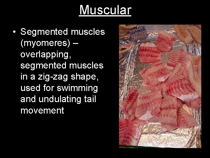 Muscular • Segmented muscles (myomeres) – overlapping, segmented muscles in a zig-zag shape, used