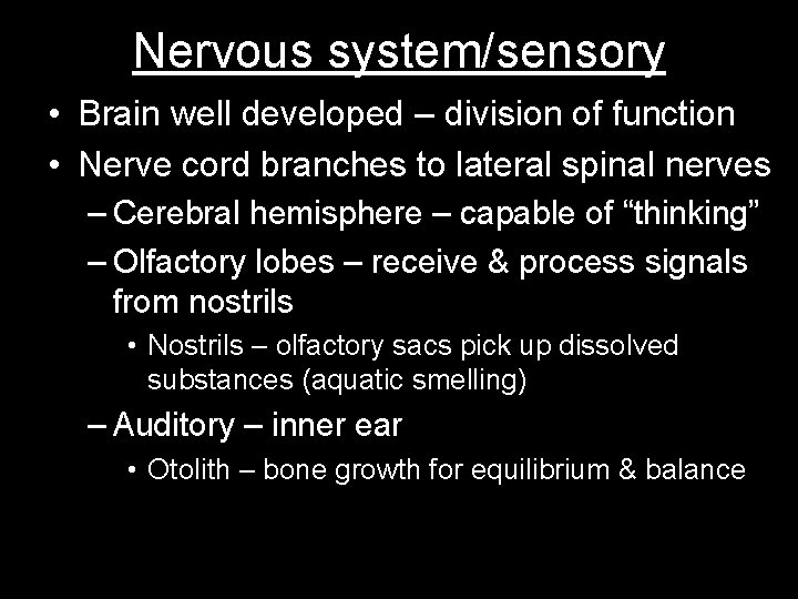 Nervous system/sensory • Brain well developed – division of function • Nerve cord branches