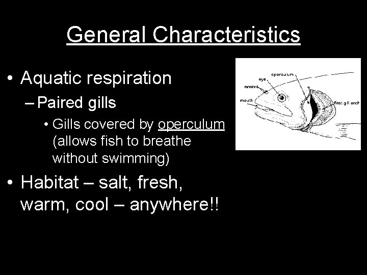 General Characteristics • Aquatic respiration – Paired gills • Gills covered by operculum (allows
