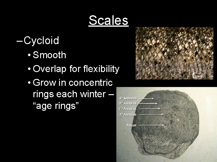 Scales – Cycloid • Smooth • Overlap for flexibility • Grow in concentric rings