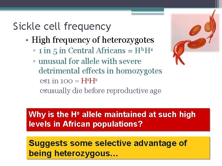 Sickle cell frequency • High frequency of heterozygotes ▫ 1 in 5 in Central