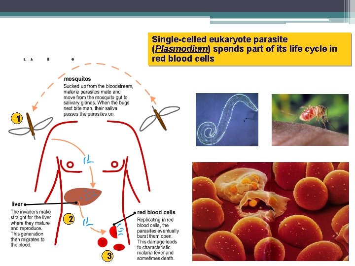 Single-celled eukaryote parasite (Plasmodium) spends part of its life cycle in red blood cells