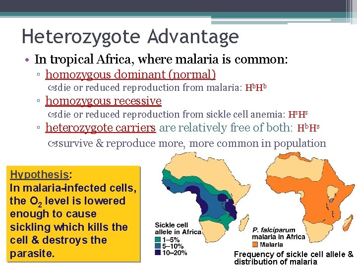 Heterozygote Advantage • In tropical Africa, where malaria is common: ▫ homozygous dominant (normal)