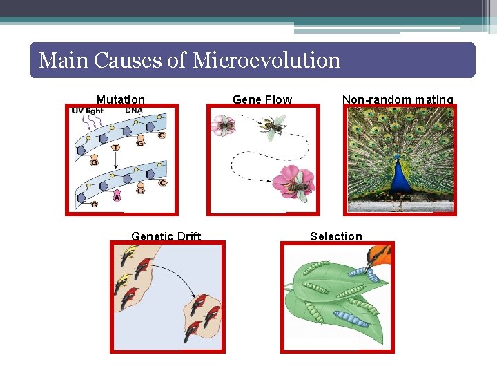 Main Causes of Microevolution Mutation Genetic Drift Gene Flow Non-random mating Selection 