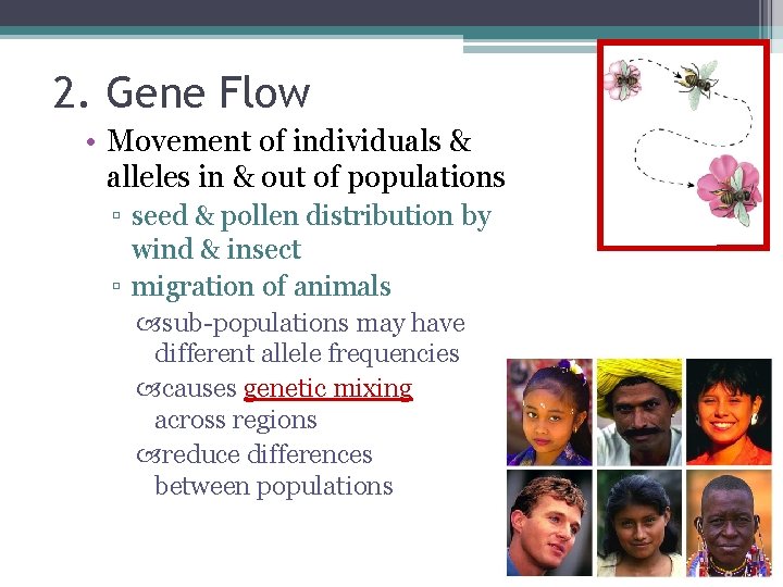 2. Gene Flow • Movement of individuals & alleles in & out of populations