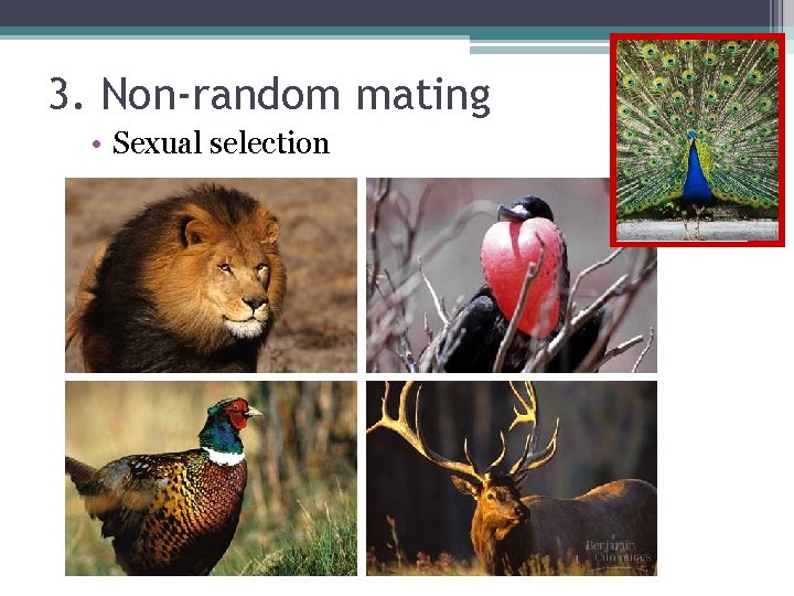 3. Non-random mating • Sexual selection 