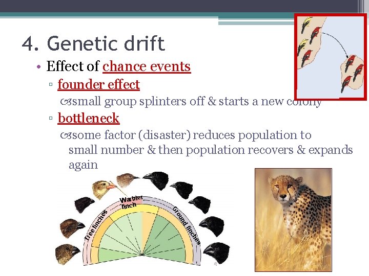 4. Genetic drift • Effect of chance events ▫ founder effect small group splinters