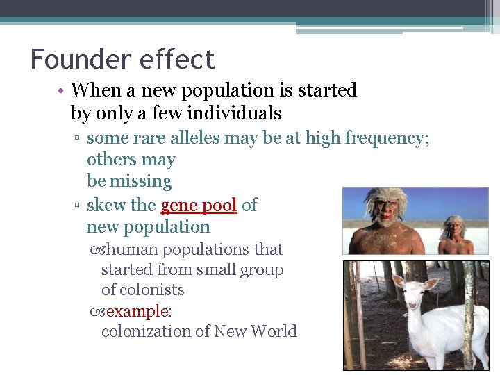 Founder effect • When a new population is started by only a few individuals