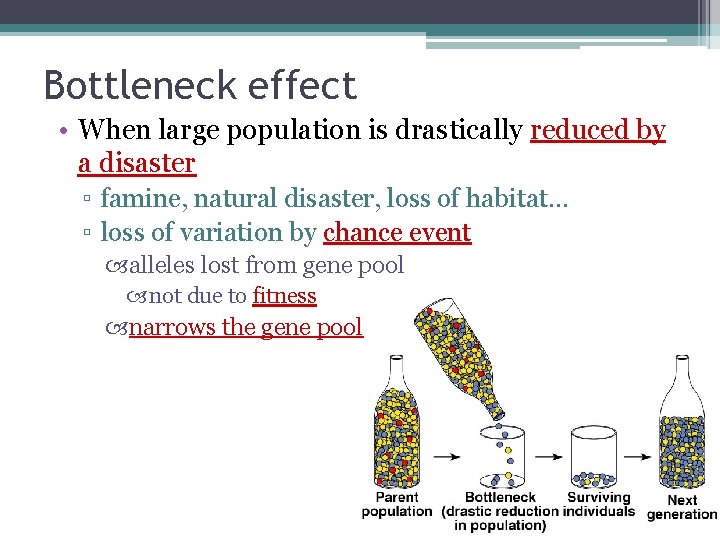 Bottleneck effect • When large population is drastically reduced by a disaster ▫ famine,