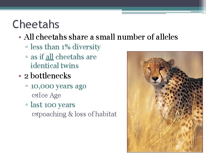 Cheetahs • All cheetahs share a small number of alleles ▫ less than 1%