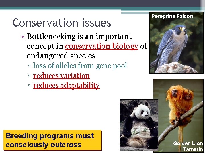 Conservation issues Peregrine Falcon • Bottlenecking is an important concept in conservation biology of