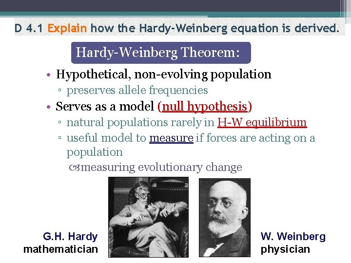 D 4. 1 Explain how the Hardy-Weinberg equation is derived. Hardy-Weinberg Theorem: • Hypothetical,