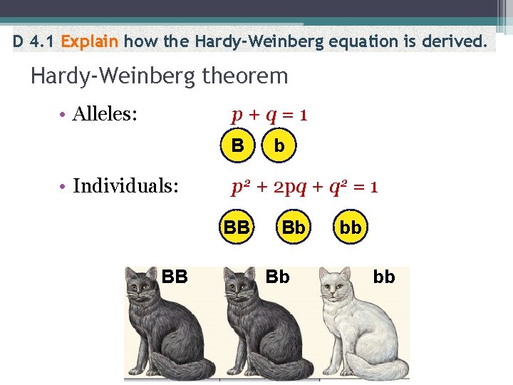 D 4. 1 Explain how the Hardy-Weinberg equation is derived. Hardy-Weinberg theorem • Alleles: