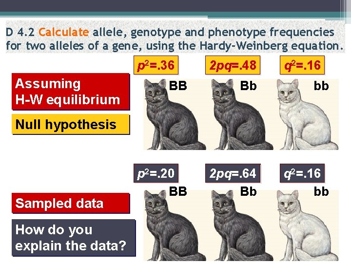 D 4. 2 Calculate allele, genotype and phenotype frequencies for two alleles of a