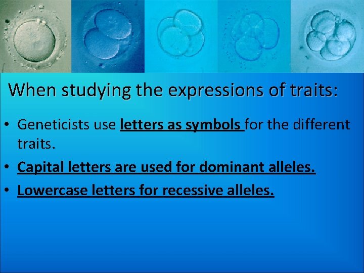When studying the expressions of traits: • Geneticists use letters as symbols for the