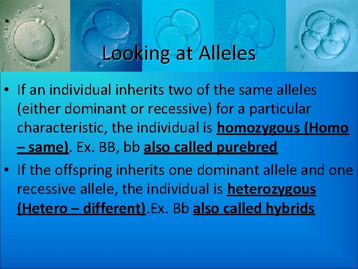 Looking at Alleles • If an individual inherits two of the same alleles (either