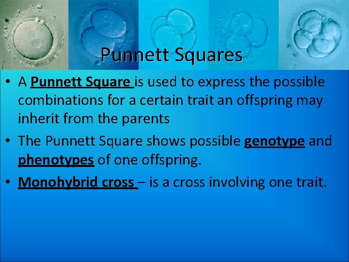 Punnett Squares • A Punnett Square is used to express the possible combinations for