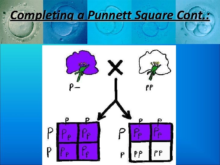 Completing a Punnett Square Cont. : 