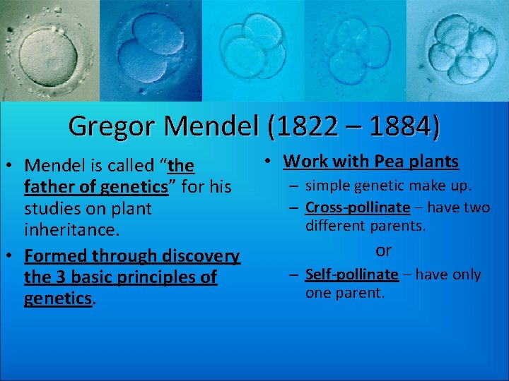 Gregor Mendel (1822 – 1884) • Mendel is called “the father of genetics” for