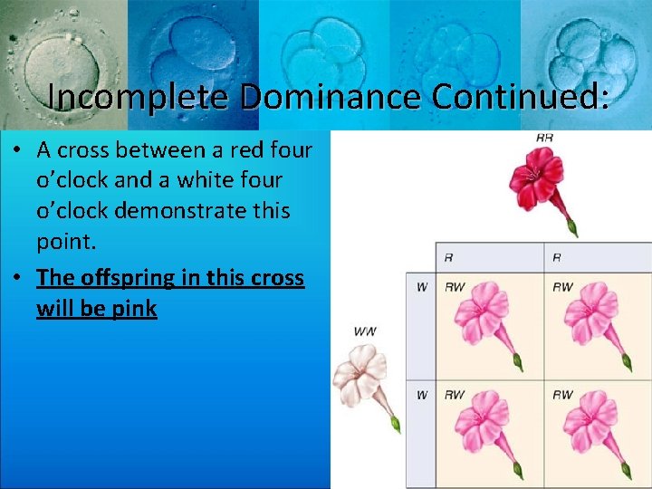 Incomplete Dominance Continued: • A cross between a red four o’clock and a white