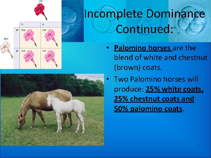 Incomplete Dominance Continued: • Palomino horses are the blend of white and chestnut (brown)
