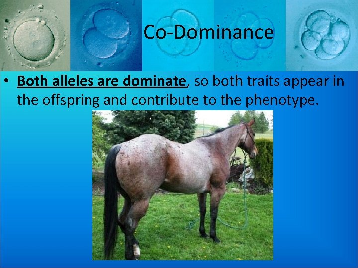 Co-Dominance • Both alleles are dominate, so both traits appear in the offspring and