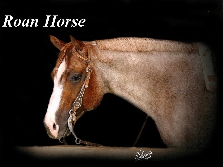 Roan Horse 
