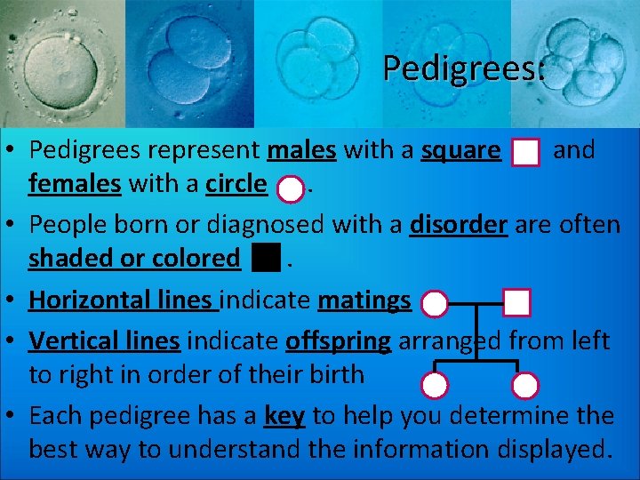 Pedigrees: • Pedigrees represent males with a square and females with a circle. •