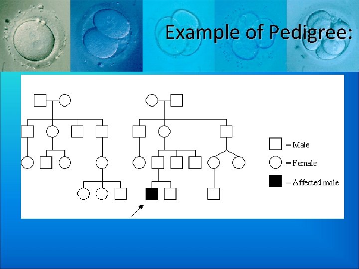 Example of Pedigree: 