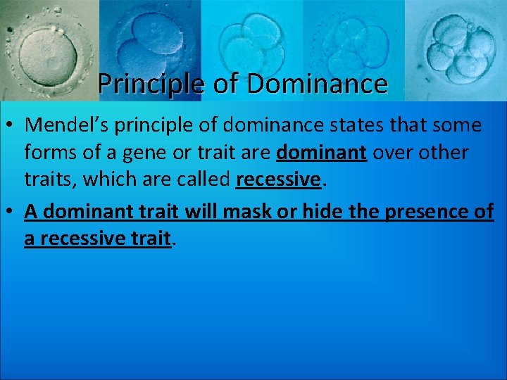 Principle of Dominance • Mendel’s principle of dominance states that some forms of a